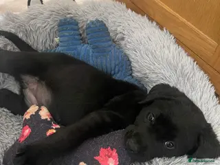 Labrador Retriever dogs Health Checked Purebred Labrador Puppies - Advert 13