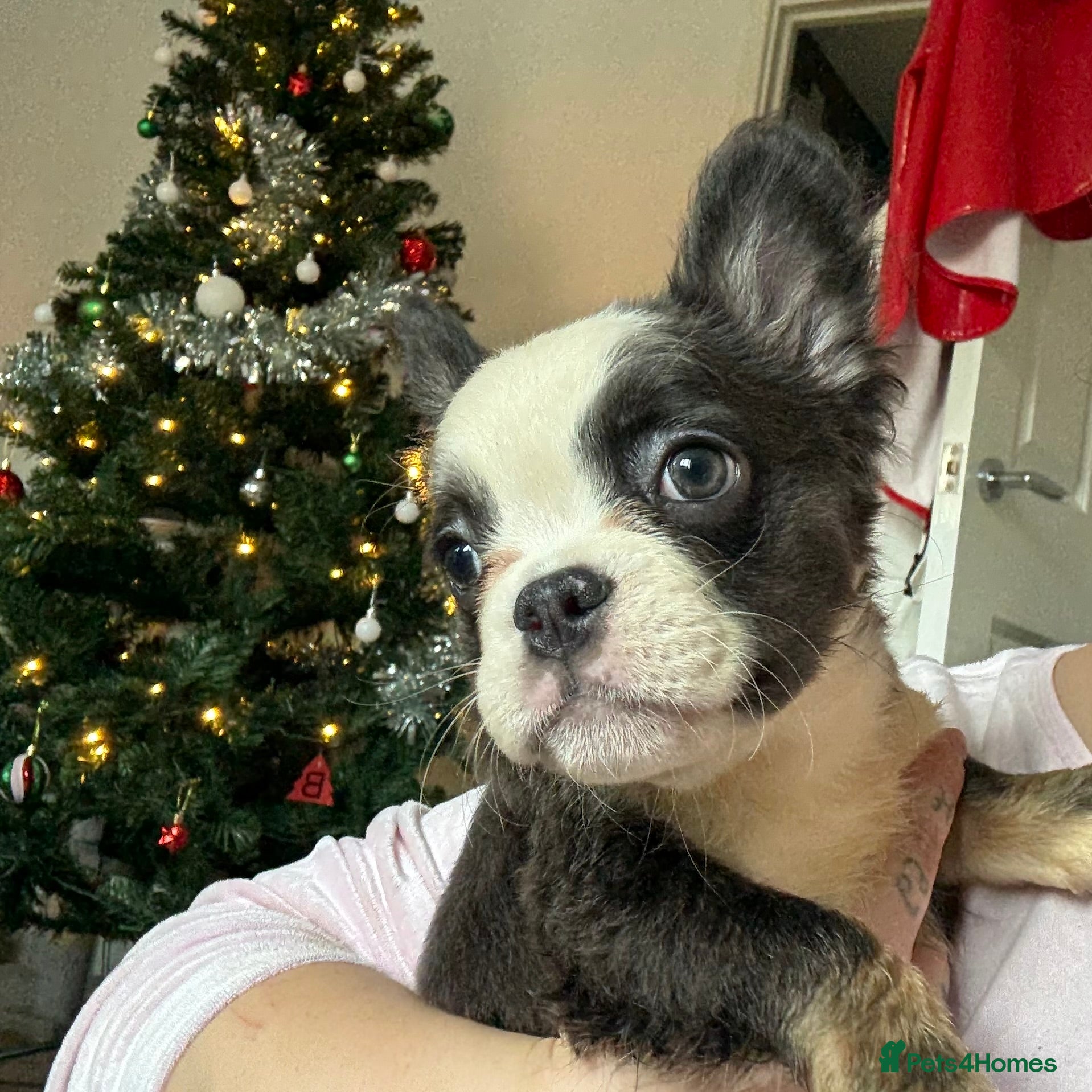 French Bulldog dogs Price reduced!! Fluffy frenchie ready to leave  - Advert 2