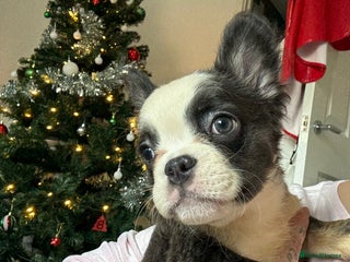 French Bulldog dogs Price reduced!! Fluffy frenchie ready to leave - Advert 1