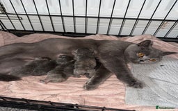 British Shorthair cats for sale: Kittens for sale - Image 8