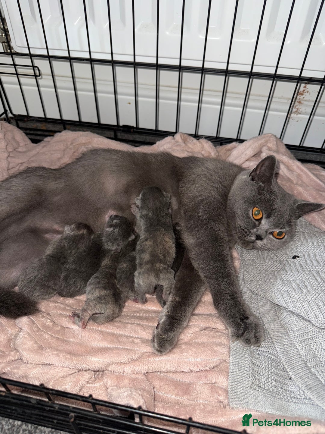 British Shorthair cats for sale: Kittens for sale - Image 8