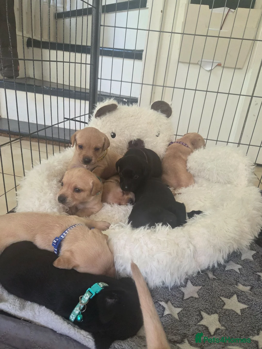 Labrador Retriever dogs for sale: Hips/elbows/eyes/dna/kc 5 star licensed - Advert 6