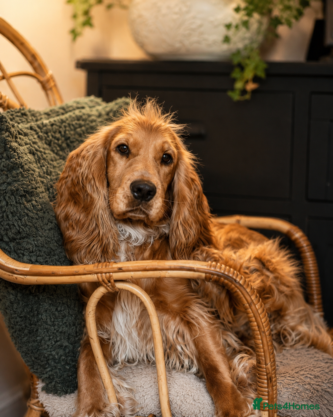Cocker Spaniel dogs for sale: KC Show Cocker Spaniel Puppies HealthTestedParents - Advert 1