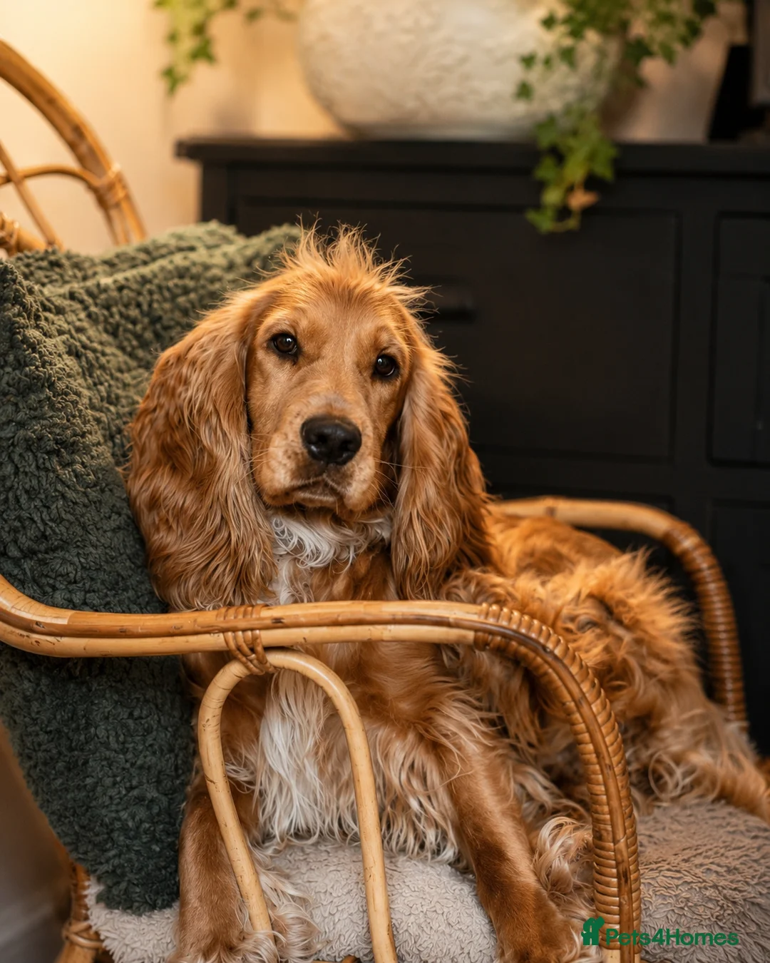 Cocker Spaniel dogs for sale: KC Show Cocker Spaniel Puppies HealthTestedParents - Advert 1