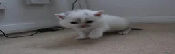 British Shorthair cats for sale: Premium Quality BSH for Sale 🐾 - Advert 4