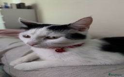 British Shorthair cats for sale: Black and White Cat - Image 2