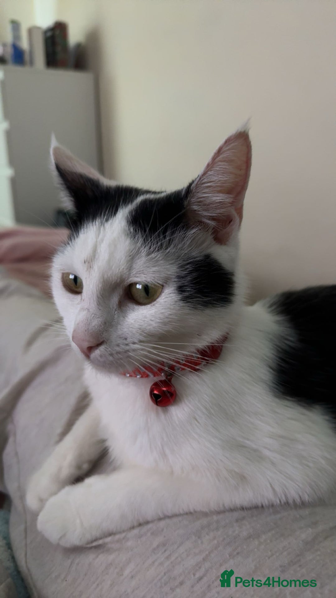 British Shorthair cats for sale: Black and White Cat - Image 2