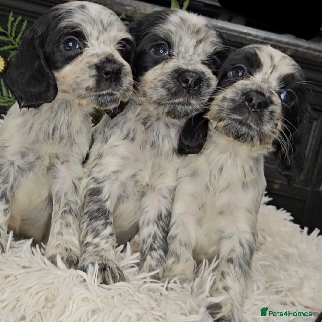 Cocker Spaniel dogs for sale: Exceptional Pedigree Show Type English Cockers  - Image 18
