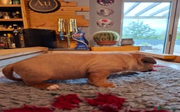 English Bull Terrier dogs for sale: 4 English bull terrier pups 2 male 2 female  - Image 7
