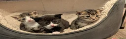 Domestic Shorthair cats for sale: 3 adorable kittens in need of loving home  in Walsall - Advert 4