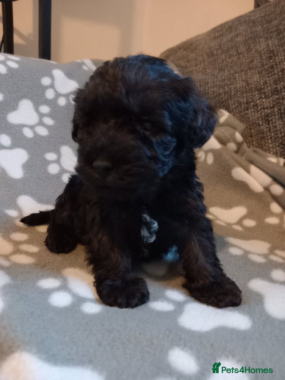 Mixed Breed dogs for sale: TOY SHNOODLES READY 21 DEC - Advert 24