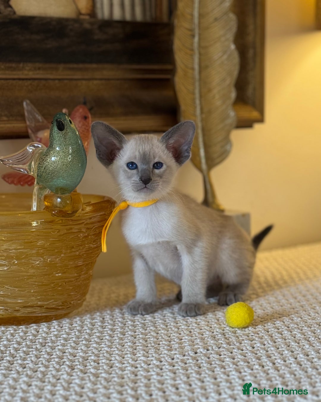 Oriental cats for sale: Superb TICA Registered Siamese & Oriental Babies - Advert 8