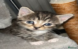 Domestic Shorthair cats for sale: Blue/Brown/Black Tabbies (DSH) - Image 9