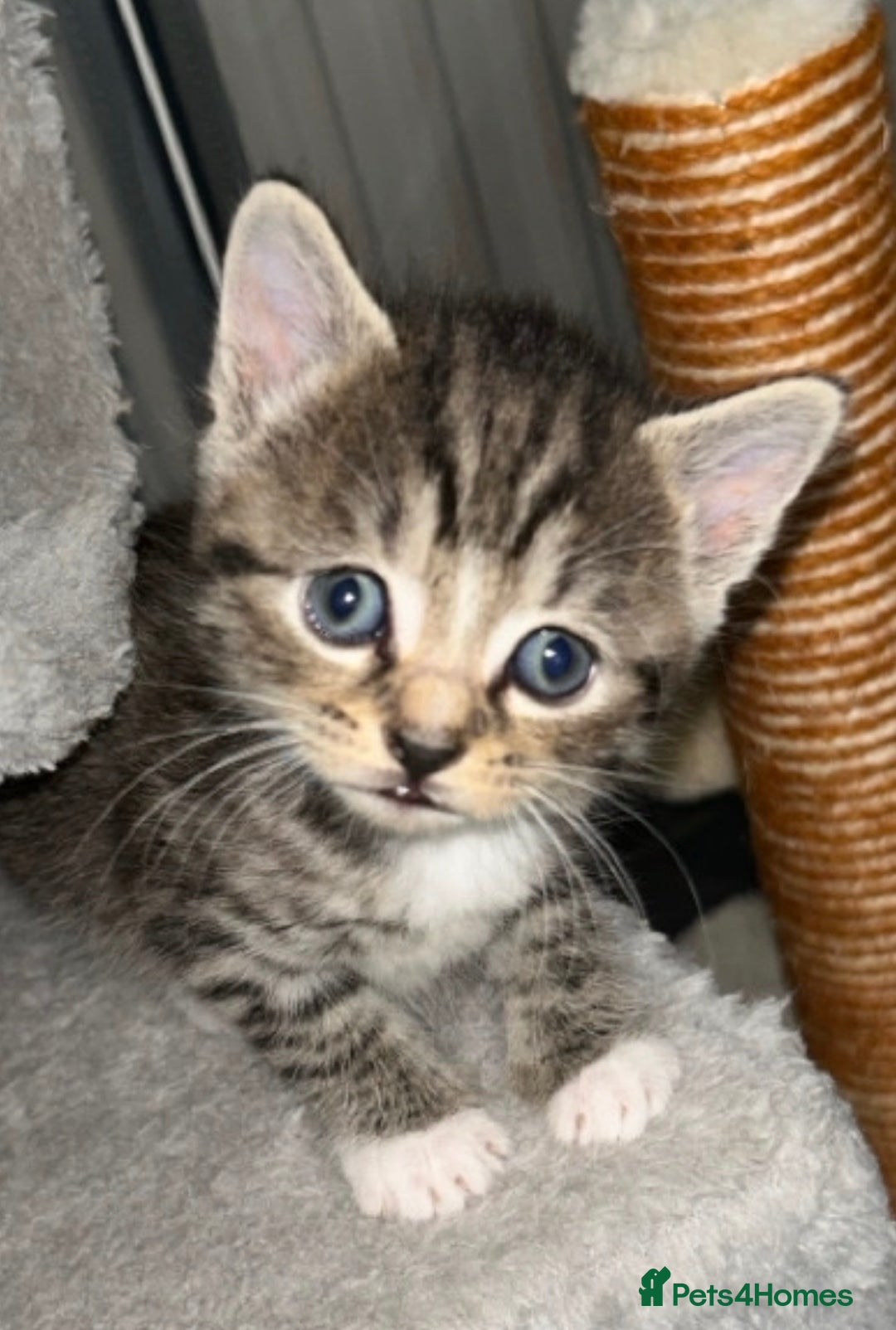 Domestic Shorthair cats for sale: Blue/Brown/Black Tabbies (DSH) - Image 9