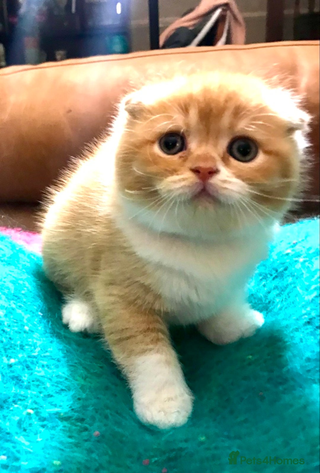 Scottish Fold cats for sale: Three Scottish Fold Kittens for sale - Advert 6