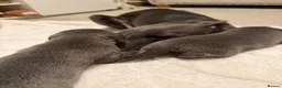 Whippet dogs for sale: Beautiful blue and blue and white whippet's  - Advert 4