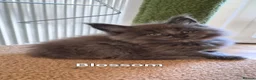 Maine Coon cats for sale: Maine coon pedigree kittens  - Advert 2