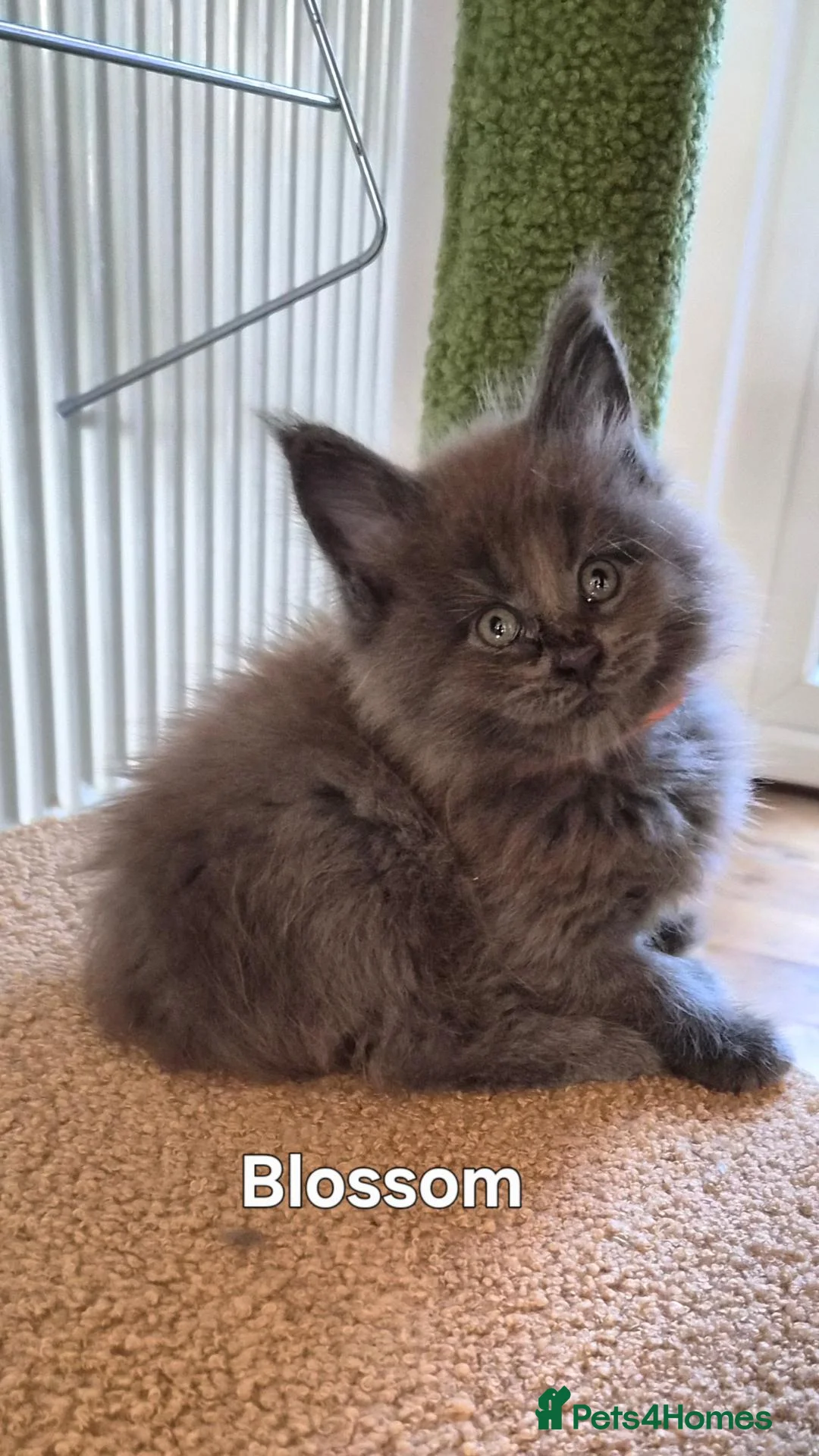 Maine Coon cats for sale: Maine coon pedigree kittens  - Advert 2