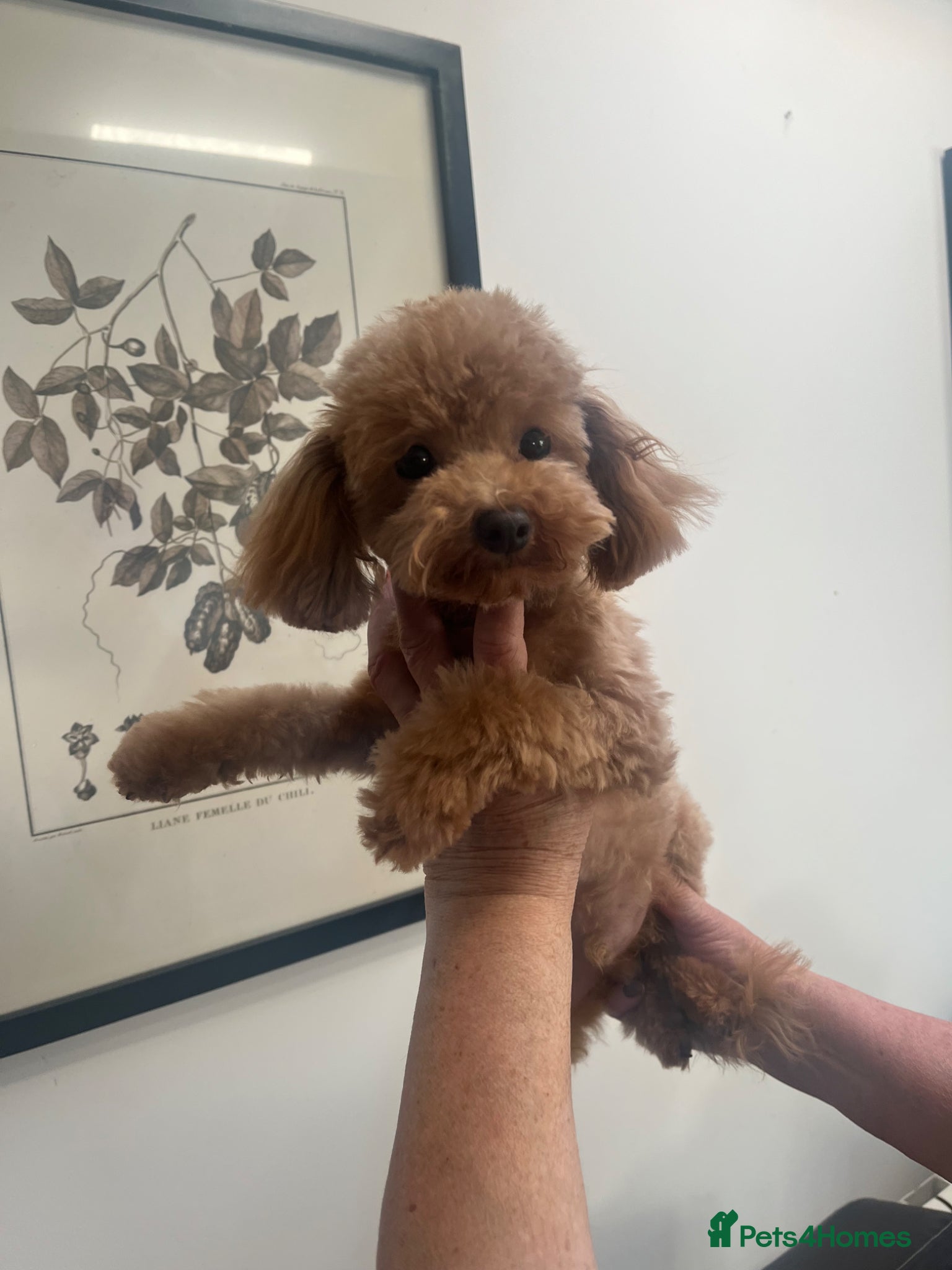 Toy Poodle dogs 🧸Beautiful toy/asian poodle puppies 🧸  - Advert 2