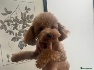 Toy Poodle dogs 🧸Beautiful toy/asian poodle puppies 🧸 - Advert 3