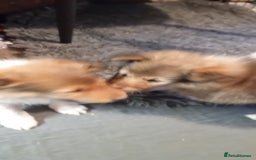 Shetland Sheepdog dogs for sale: Shetland sheepdog Shaded sable & white males - Image 4