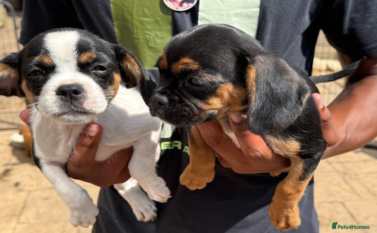 Mixed Breed dogs - Advert 4