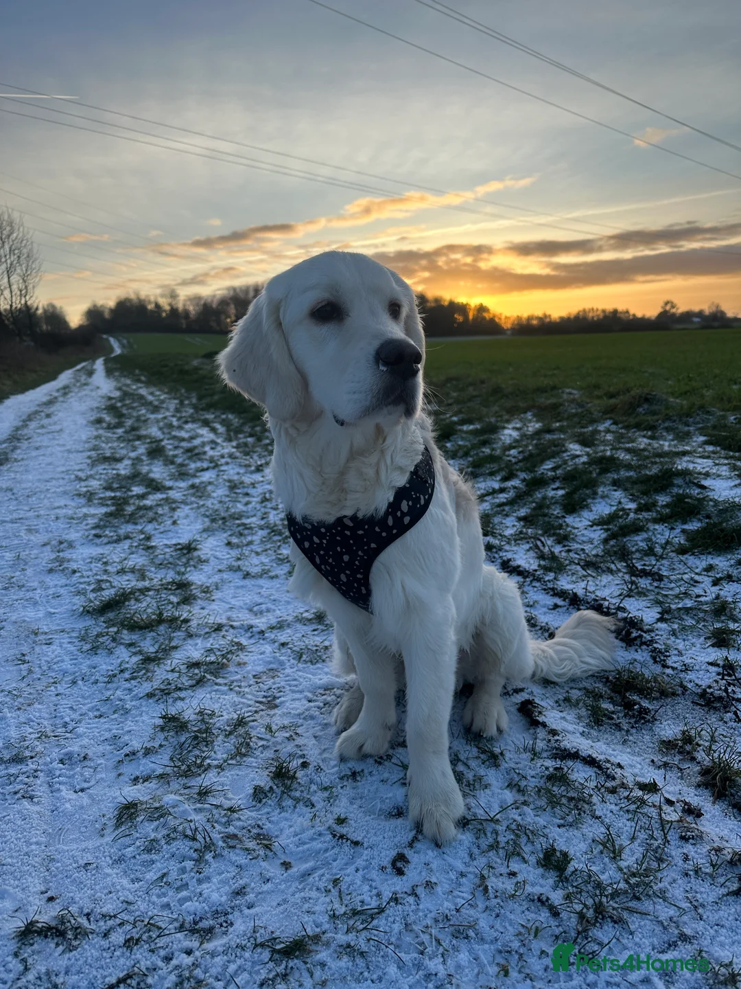 Golden Retriever dogs for sale: 8 month old golden retriever for rehome - Advert 12