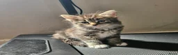 Mixed Breed cats for sale: 6 kittens  in Croydon - Advert 4