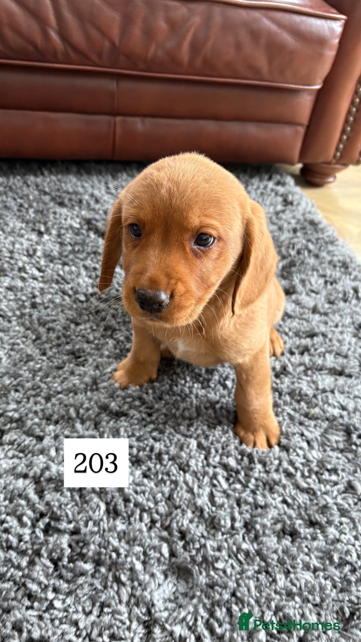 Cockerdor dogs for sale: Stunning Cockador Puppies for Sale - Advert 8