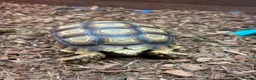 Tortoise reptiles for sale: Sulcata Tortoise  in Lanark - Advert 4