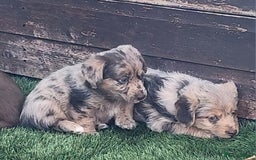 Jackapoo dogs for sale: 🐶 Rare-Coloured Jackapoo Puppies  - Image 8