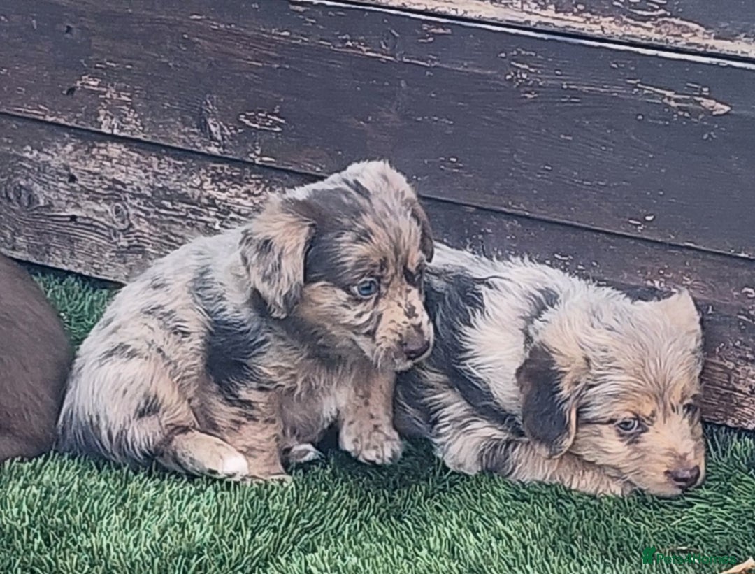Jackapoo dogs for sale: 🐶 Rare-Coloured Jackapoo Puppies  - Image 8