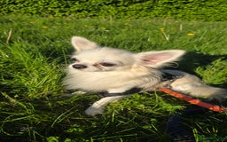 Chihuahua dogs for sale: 3 Handsome (KC) Chihuahua boys left (New photos) - Image 37