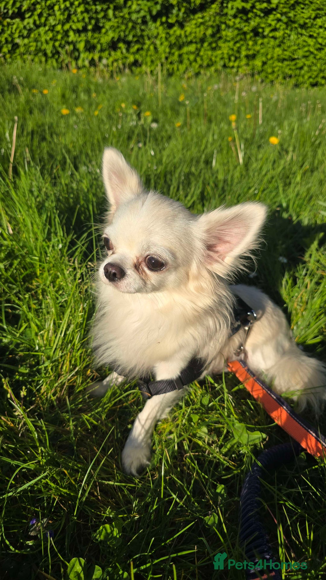 Chihuahua dogs for sale: 3 Handsome (KC) Chihuahua boys left (New photos) - Image 37
