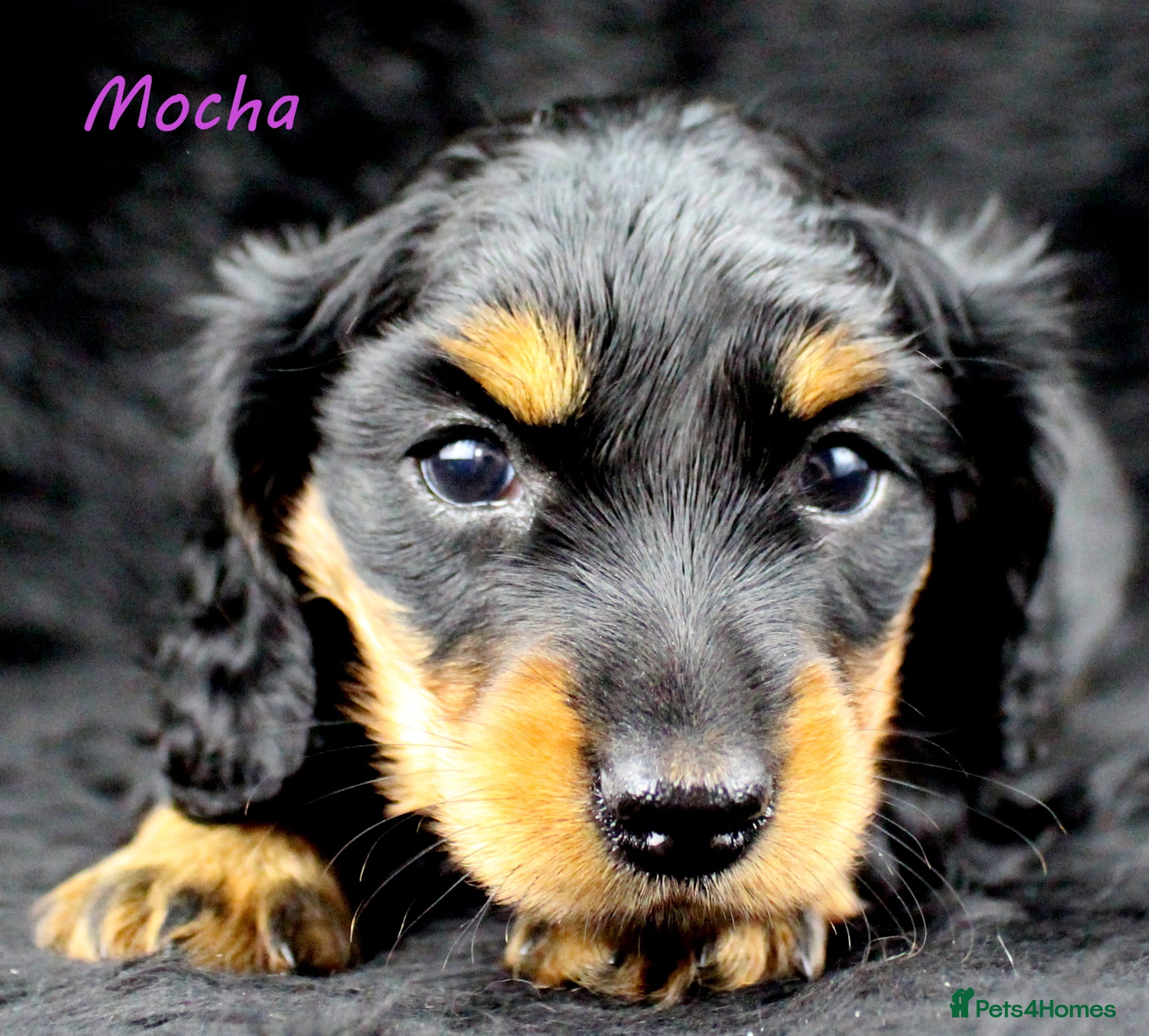 Miniature Dachshund dogs 🌟Dapple & Black Tan PRA Clear KC reg – June 26🌟 - Advert 2