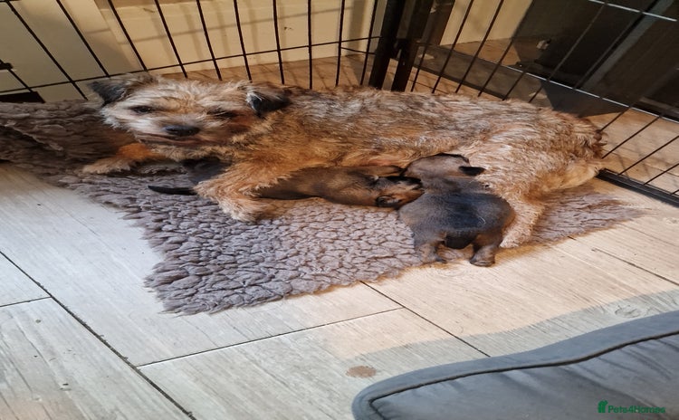 Border Terrier dogs - Advert 1