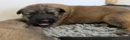 German Shepherd dogs for sale: Quality KC Puppies From Health Tested Parents - Advert 6