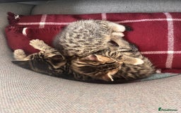 Mixed Breed cats for sale: 1/4 Persian, 1/4 Ragdoll kittens looking for home - Image 3