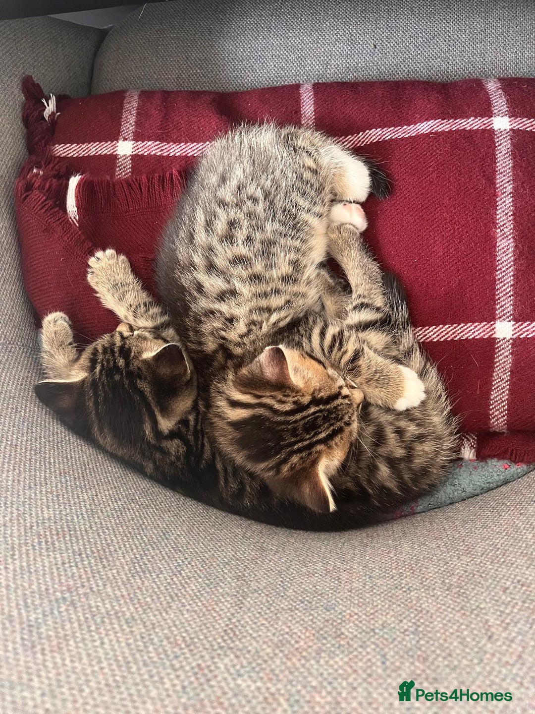 Mixed Breed cats for sale: 1/4 Persian, 1/4 Ragdoll kittens looking for home - Image 3