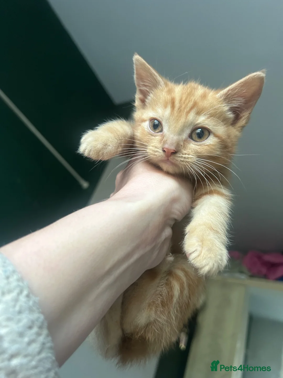 Mixed Breed cats for sale: Rare ginger female kitten  - Advert 4