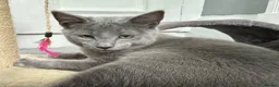 Russian Blue cats for sale: Russian Blue Kittens  - Advert 24