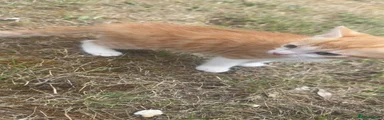     Ginger & White