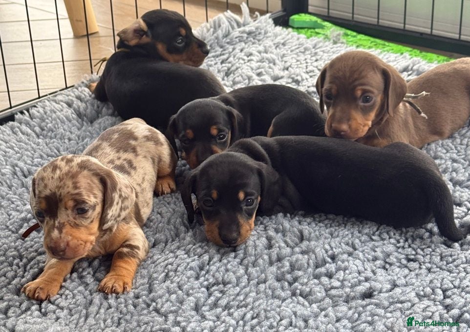 Miniature Dachshund dogs 5 Beautiful PURE Miniature Dachshund puppies - Advert 6