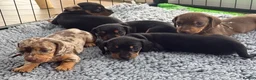 Miniature Dachshund dogs for sale: 5 Beautiful PURE Miniature Dachshund puppies - Advert 4