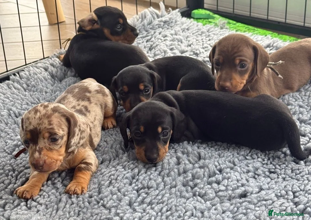 Miniature Dachshund dogs for sale: 5 Beautiful PURE Miniature Dachshund puppies - Advert 4