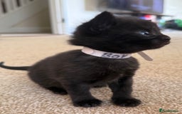 Mixed Breed cats for sale: 5 beautiful, playful kittens for sale  - Image 4