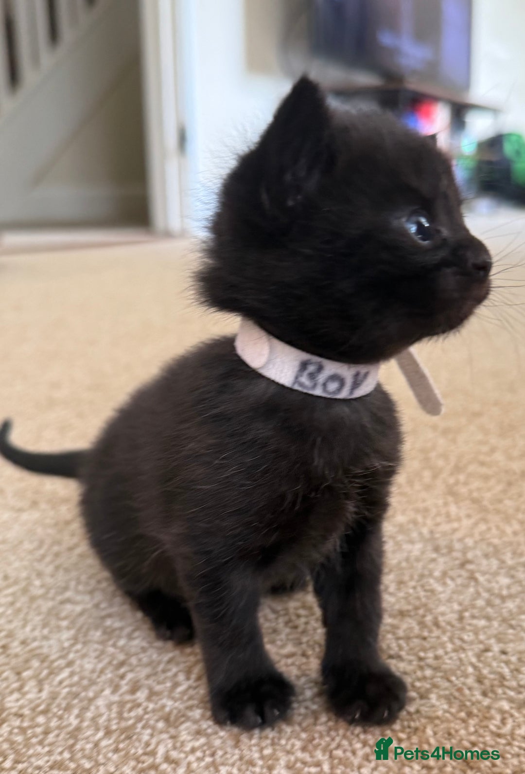 Mixed Breed cats for sale: 5 beautiful, playful kittens for sale  - Image 4