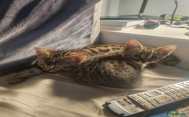 Bengal cats - Advert 1