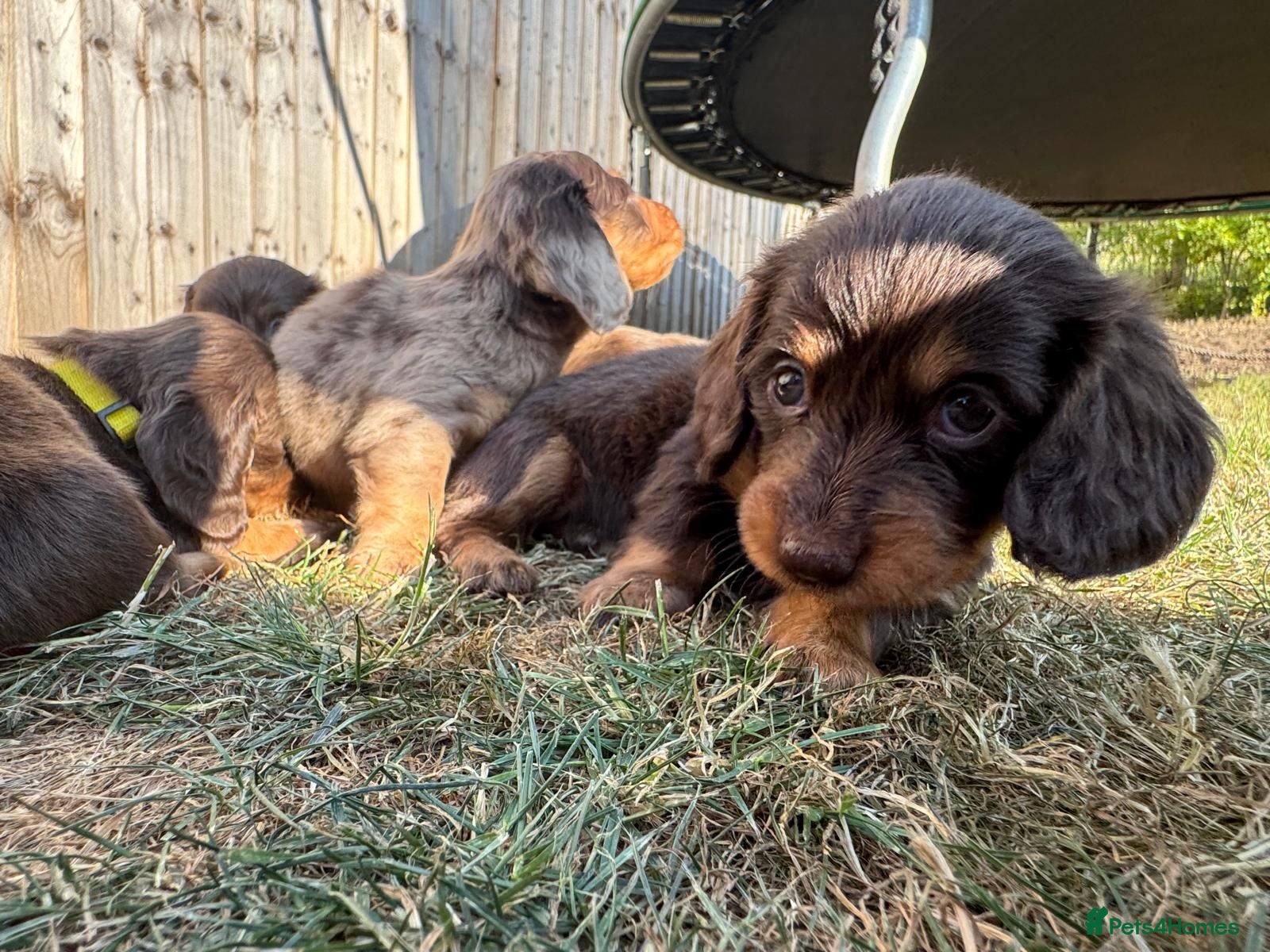Miniature Dachshund dogs Long Haired Miniature Dachshund  - Advert 9