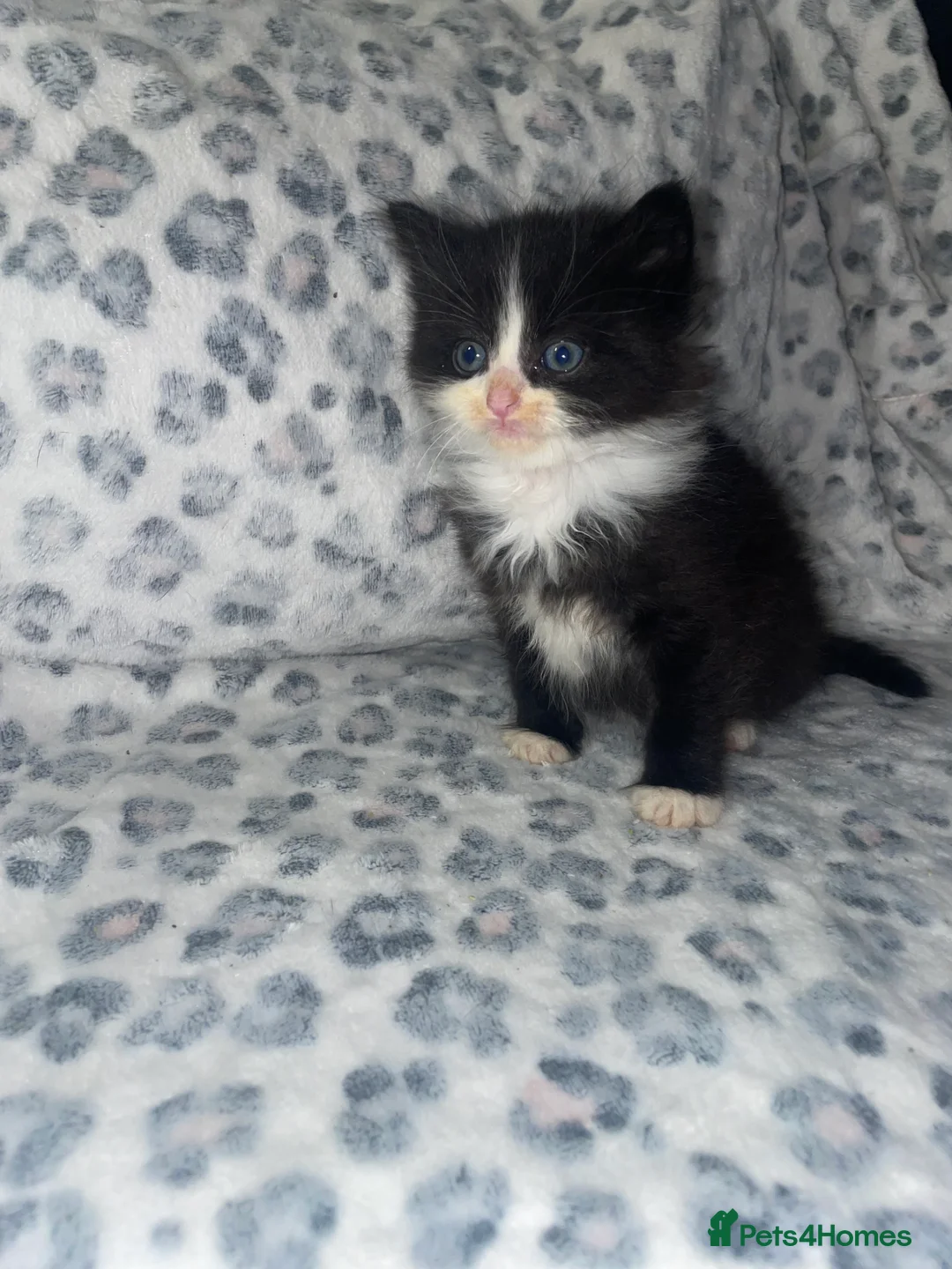Mixed Breed cats for sale: ready to leave now! black and white kittens - Advert 8